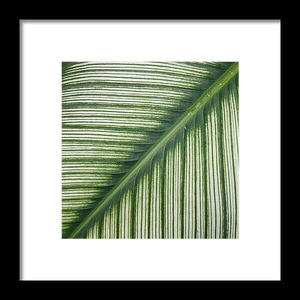 Nature Framed Print featuring the photograph Palm by Travel Designed