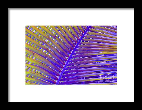 Palm Tree Abstract Framed Print featuring the photograph Palm Tree Abstract by Cindy Lee Longhini