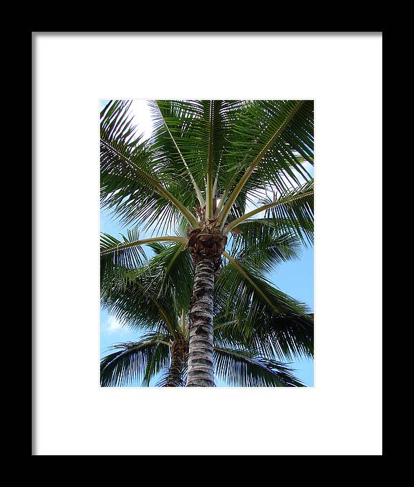 Tropical Palm Trees Framed Print featuring the photograph Palm Tree Umbrella by Athena Mckinzie