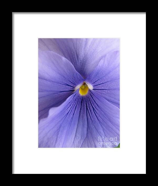 Flower Framed Print featuring the photograph Pansy Macro by Lili Feinstein