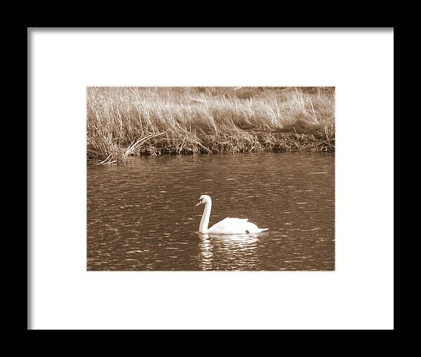 Swan Framed Print featuring the photograph Papa Swan by Kim Galluzzo