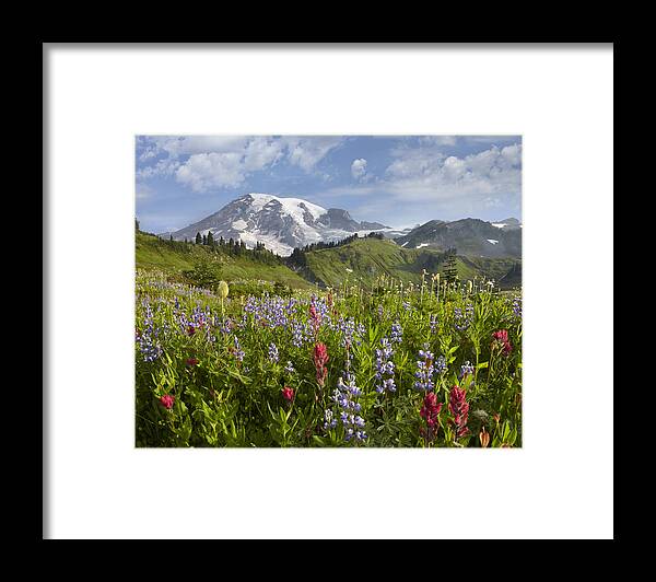 00437809 Framed Print featuring the photograph Paradise Meadow And Mount Rainier Mount by Tim Fitzharris