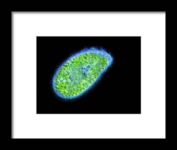 Paramecium Bursaria Framed Print featuring the photograph Paramecium Bursaria Protozoan, Micrograph by Laguna Design