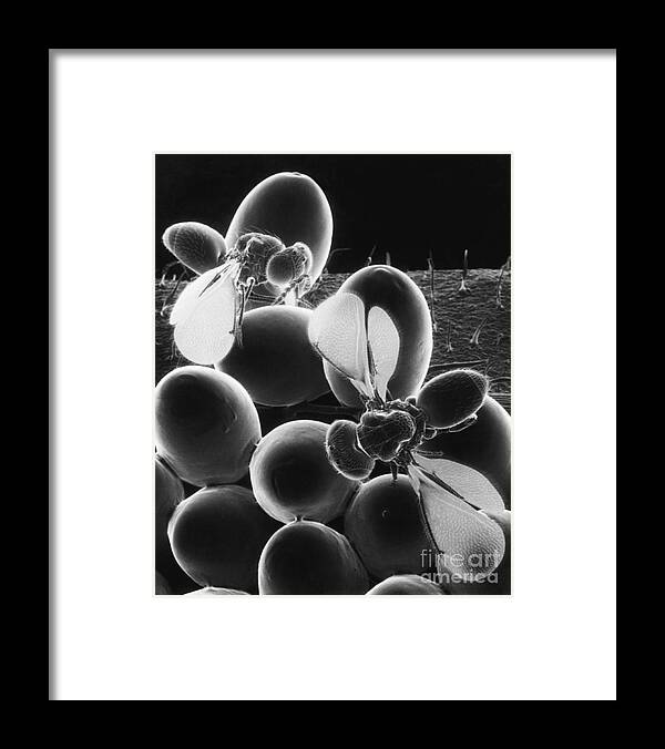 Eulophid Wasp Framed Print featuring the photograph Parasitic Wasps by Science Source