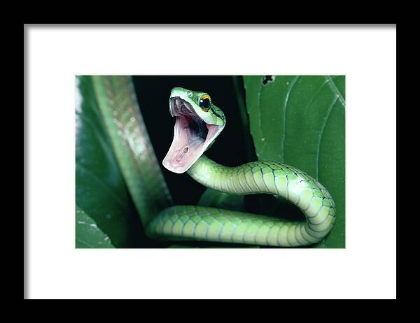 Mp Framed Print featuring the photograph Parrot Snake Leptophis Ahaetulla by Michael & Patricia Fogden