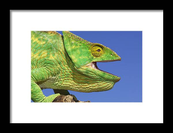 Horizontal Framed Print featuring the photograph Parsons Chameleon by Martin Ruegner