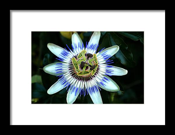 Anther Framed Print featuring the photograph Passion flower by Emanuel Tanjala