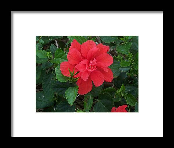 Flowers Framed Print featuring the photograph Passion by Sheila Silverstein