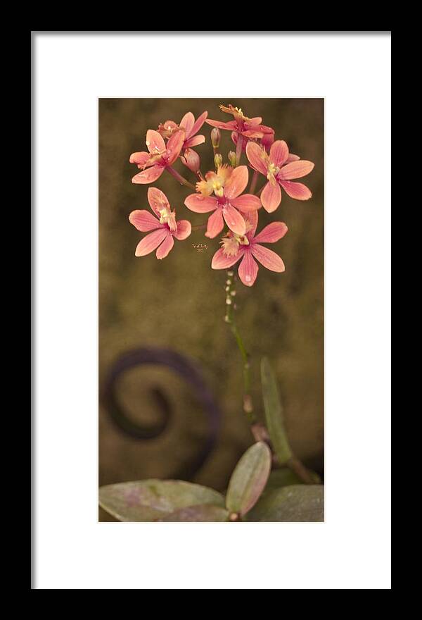 Flower Framed Print featuring the photograph Passionate Pink by Trish Tritz