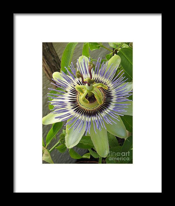 Flower Framed Print featuring the photograph Passionate by Holy Hands