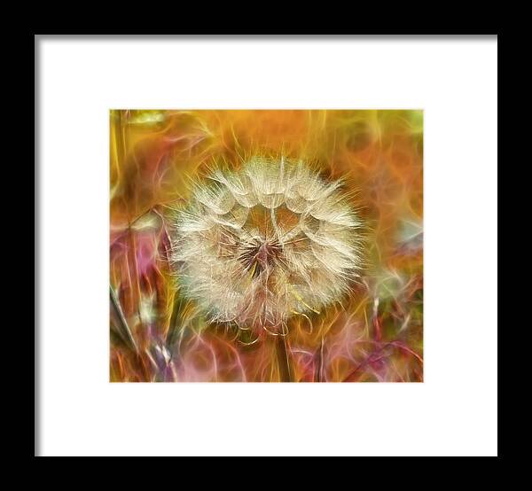 White Framed Print featuring the photograph Pastel Dandelion Flare by Linda Tiepelman