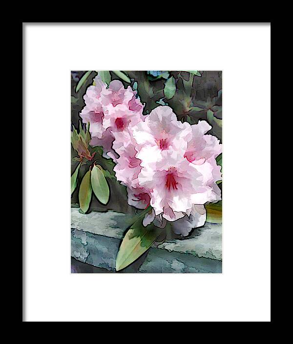Rhodendrons Framed Print featuring the painting Pastel Pink Rhodendron at Garden Wall by Elaine Plesser