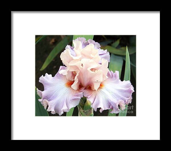 Iris Framed Print featuring the photograph Pastel Variations by Dorrene BrownButterfield