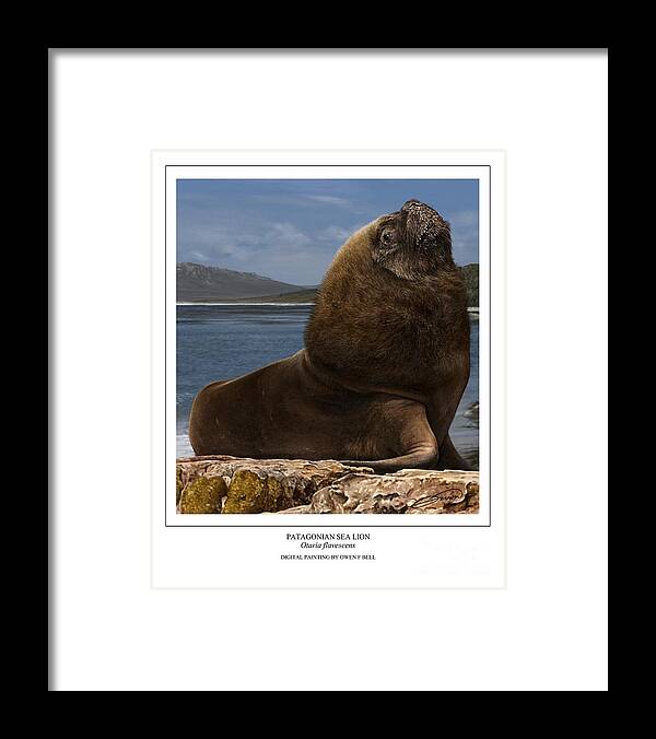  Sea Lion Framed Print featuring the digital art Patagonian Sea Lion Bull by Owen Bell
