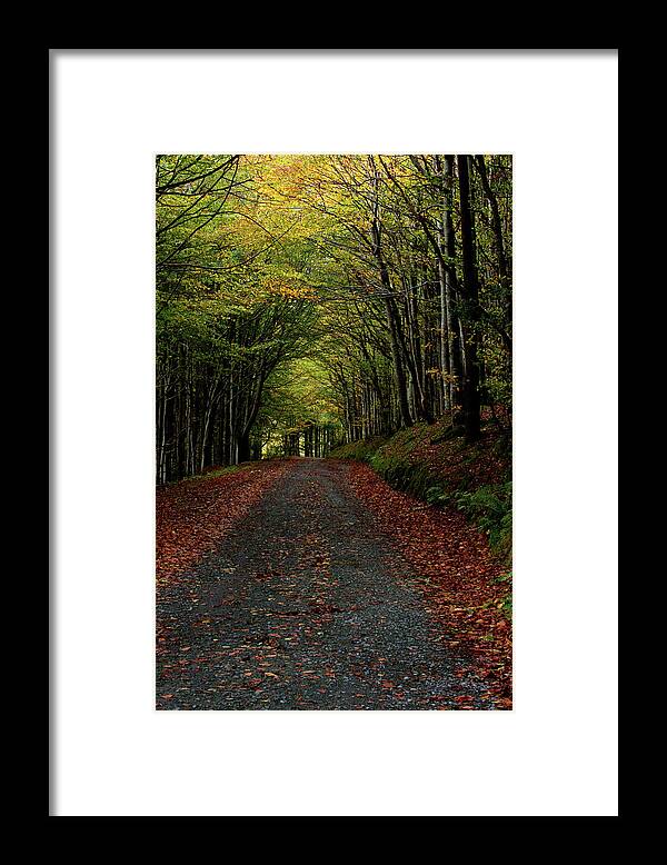 Forest Framed Print featuring the photograph Path of Gold by Celine Pollard