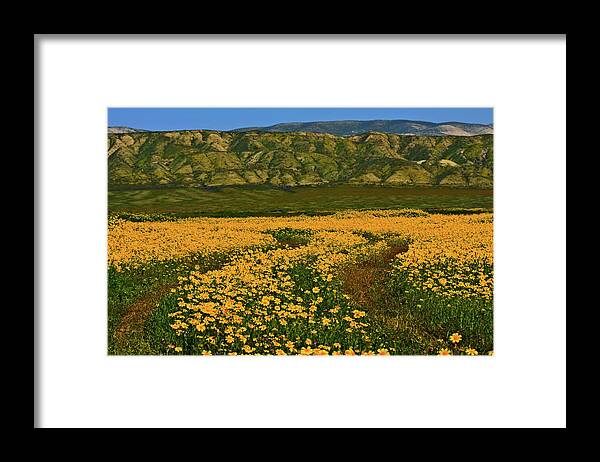 Wildflowers Framed Print featuring the photograph Path through the Wildflowers by Beth Sargent
