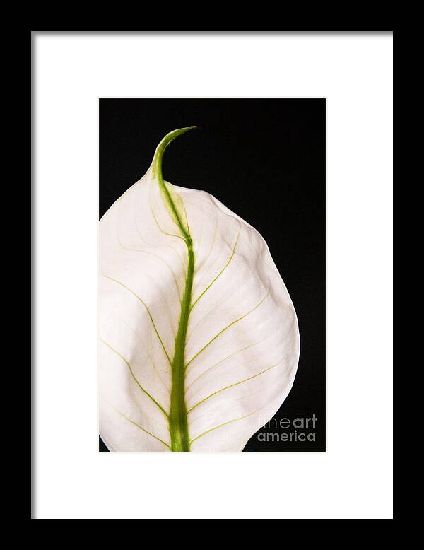 Photograph Framed Print featuring the photograph Peace Lily Veins by Bob and Nancy Kendrick
