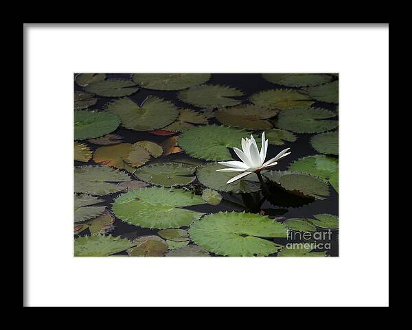 Water Lily Framed Print featuring the photograph Peaceful Water Lily by Sabrina L Ryan