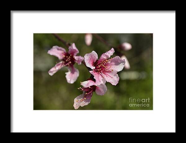 Flower Framed Print featuring the photograph Peach Blossom Clusters by Donna Brown