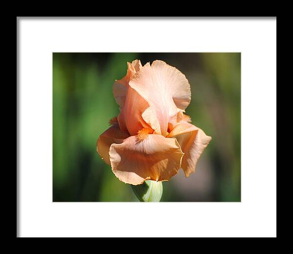 Beautiful Iris Framed Print featuring the photograph Peach Iris Flower II by Jai Johnson