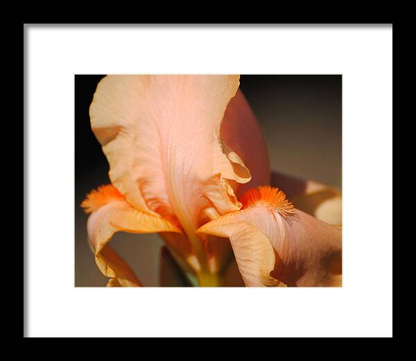 Beautiful Iris Framed Print featuring the photograph Peach Iris Flower III by Jai Johnson