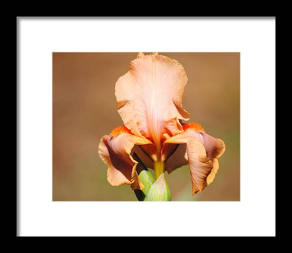 Beautiful Iris Framed Print featuring the photograph Peach Iris Flower by Jai Johnson