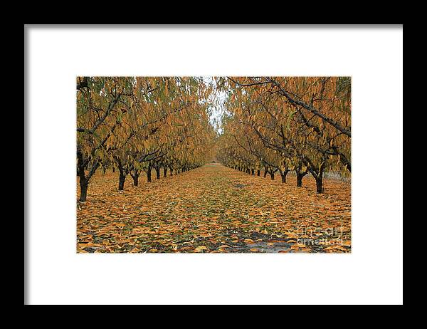 Fall Framed Print featuring the photograph Peach Leaves by Jonathan Harper