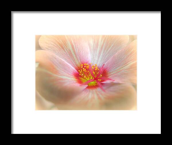 Peach Flower Framed Print featuring the photograph Peach Serene by Kim Galluzzo