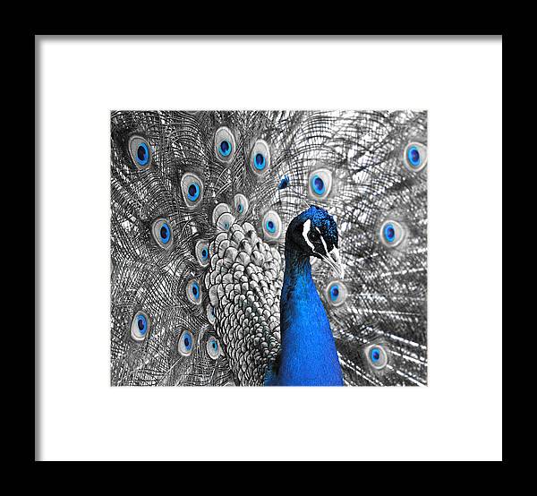 Peacock Framed Print featuring the photograph Peacock 1 by Sumit Mehndiratta