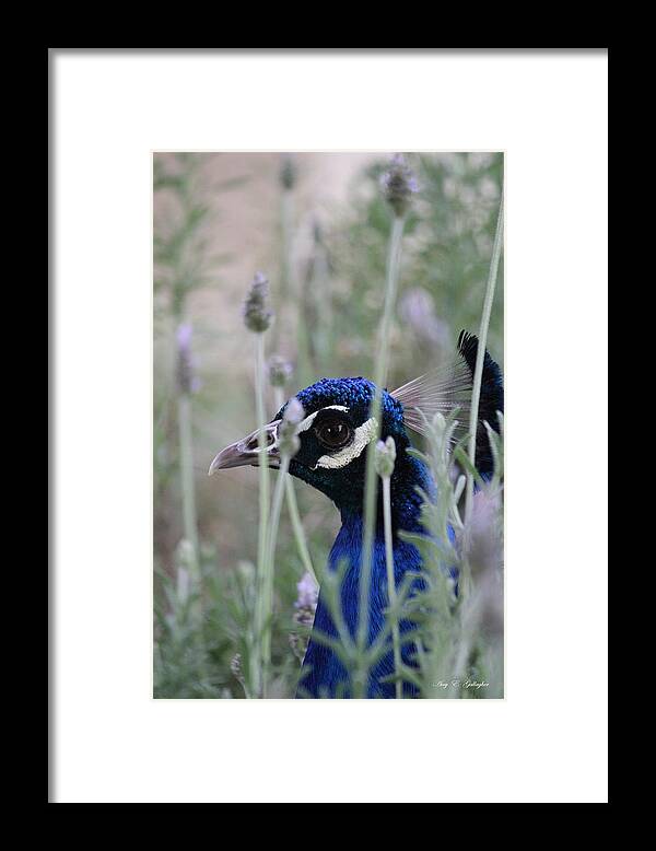  Peafowl Framed Print featuring the photograph Peacock a boo by Amy Gallagher