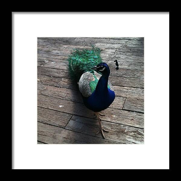 Nature Framed Print featuring the photograph Peacock #bird #steve #nature #wooden by Brandon Mitchell