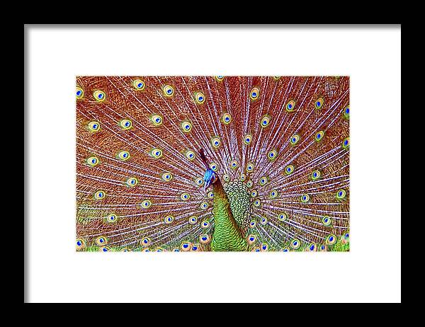 Peacock Framed Print featuring the photograph Peacock Bloom by Paul Svensen