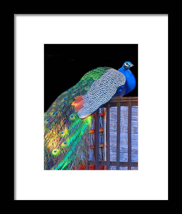 Peacock Framed Print featuring the photograph Peacock Poses by Vijay Sharon Govender