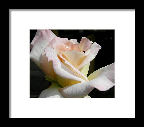 Rose Framed Print featuring the photograph Pedals Of Beauty by Kim Galluzzo