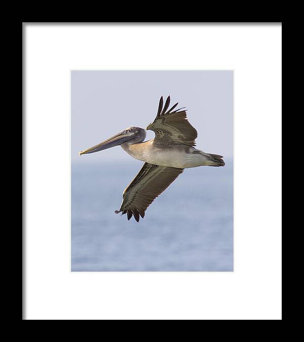 Pelican Framed Print featuring the photograph Pelican by Alan Raasch