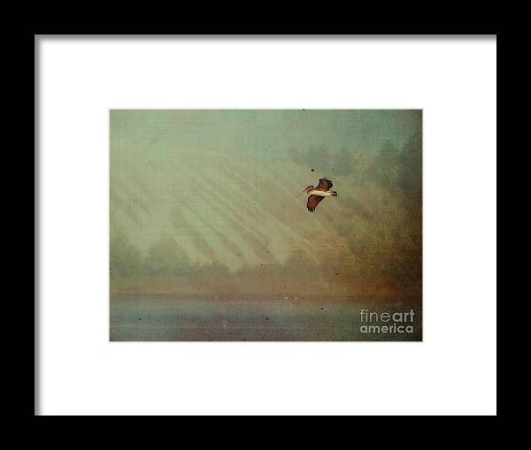 Coos Bay Framed Print featuring the photograph Pelican by Billie-Jo Miller
