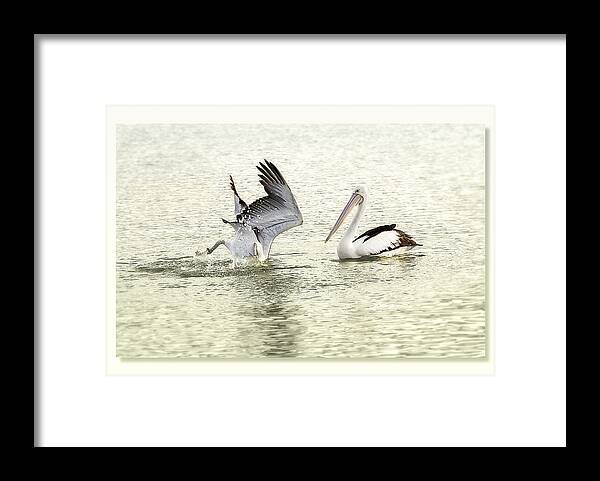 Birds Framed Print featuring the photograph Pelican Dive 01 by Kevin Chippindall