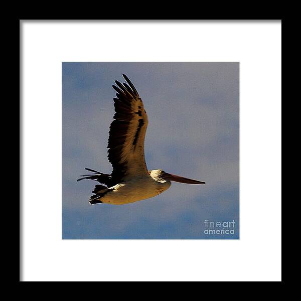 Australia Framed Print featuring the photograph Pelican in flight by Blair Stuart