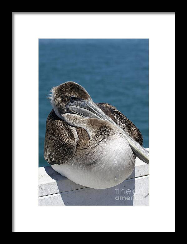 Pelican Framed Print featuring the photograph Pelican on the Santa Cruz Wharf by Xine Segalas