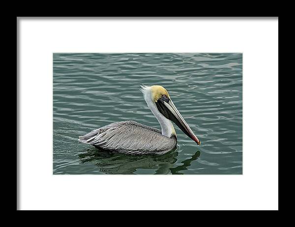 Sandra Anderson Framed Print featuring the photograph Pelican Out for a Swim by Sandra Anderson