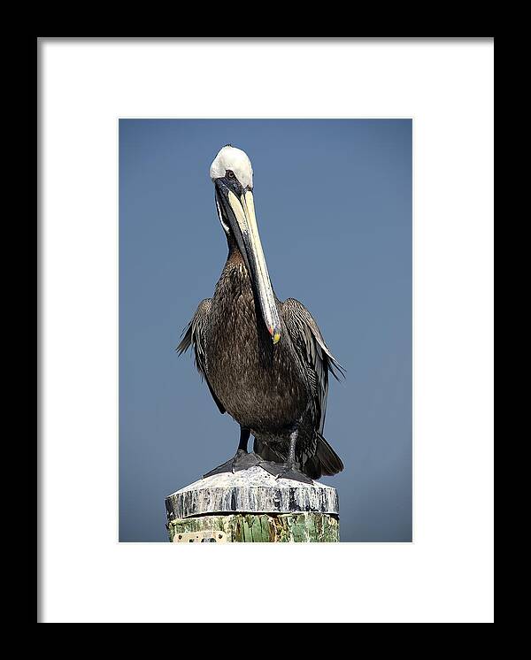 Pelican Framed Print featuring the photograph Pelican by Wade Aiken