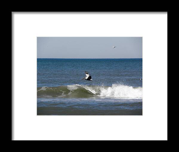Pelican Framed Print featuring the photograph Pelican Wave Surfer by Kim Galluzzo Wozniak