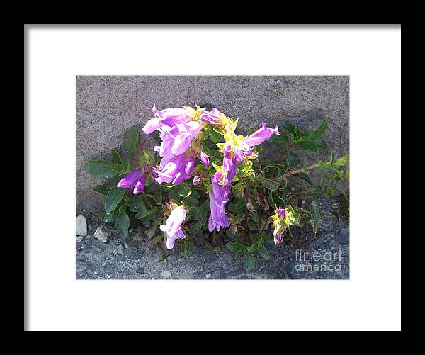 Mt St Helens Framed Print featuring the photograph Penstemon at Mt. St. Helens by Charles Robinson
