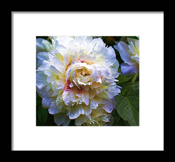 Flower Photographs Framed Print featuring the photograph Peony Beauty by Christiane Kingsley