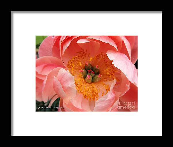 Peonies Framed Print featuring the painting Peony Perfect by Susan Fisher