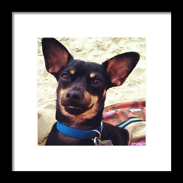 Petstagram Framed Print featuring the photograph Pepper Pup At The Beach by Anna Porter