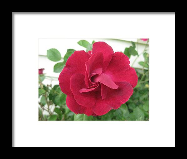 Perfect Red Rose Framed Print featuring the photograph Perfect Red Rose by Judy Via-Wolff