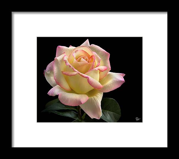Flower Framed Print featuring the photograph Perfect Rose by Endre Balogh