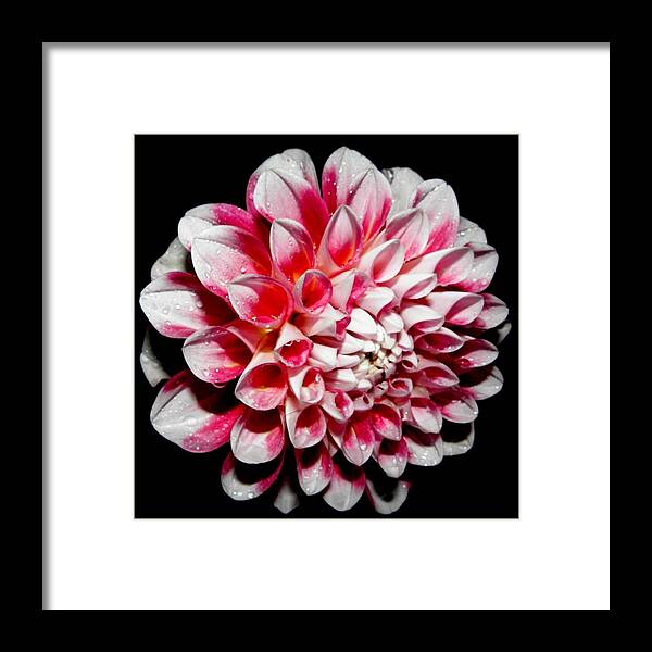 Pink Framed Print featuring the photograph Perfection In Pink by Kim Galluzzo Wozniak