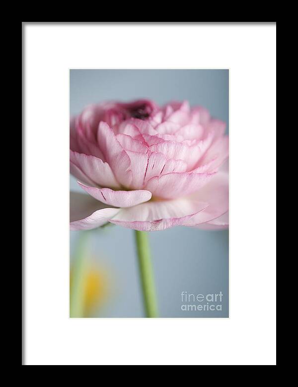 Persian Framed Print featuring the photograph Persian Buttercup by Nailia Schwarz
